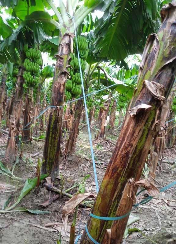  Banana Tree Protection Rope Manufacturers in Ranchi